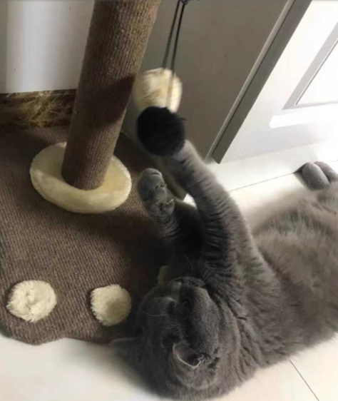 沙發(fā)維修市場(chǎng)：貓咪抓窗簾和沙發(fā)，有哪些值得推薦的沙發(fā)養(yǎng)護(hù)方法?