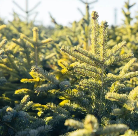 木材加工市場：松木VS柏木，木材界最激烈對決！