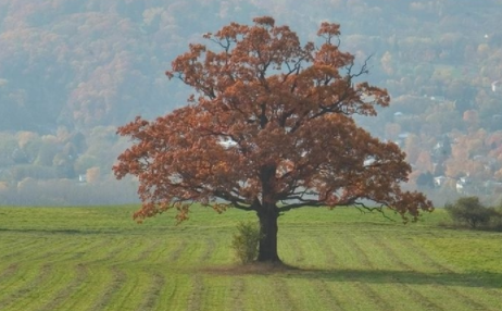 純橡木家具品牌：紅橡木與白橡木，不只是顏色的區(qū)別