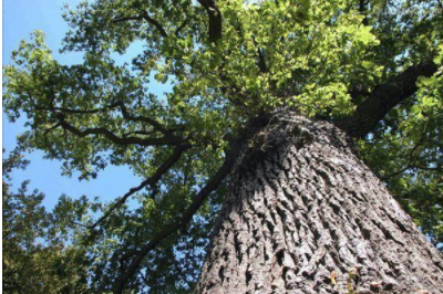 環(huán)保油漆涂料：你認識什么是橡木和櫸木嗎？