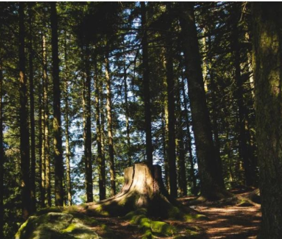 民宿規(guī)劃設計案例：家具+民宿+咖啡館，打造家具行業(yè)新模式